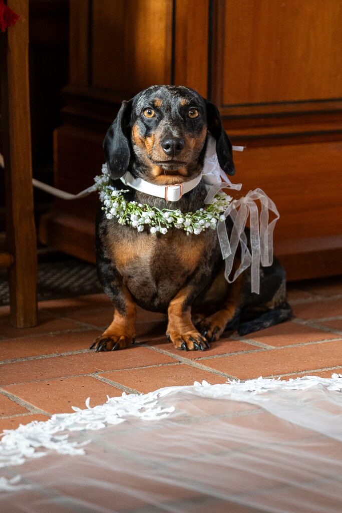 Dackel mit Blumenkranz vor der Kirche